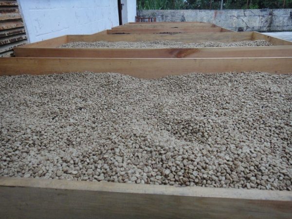 México Rosa Elisa Morales - Imagen 4