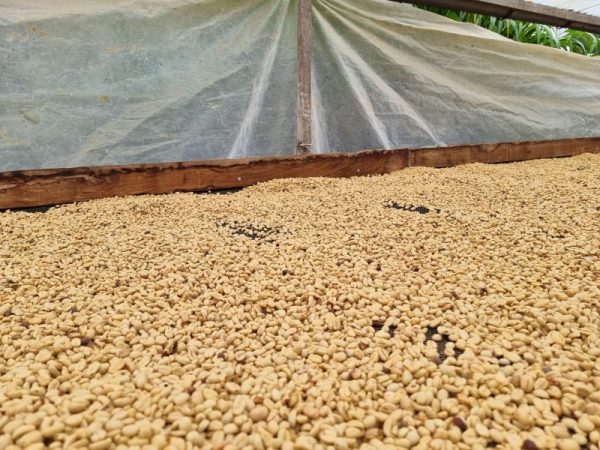 Perú Finca La Naranja - Imagen 7