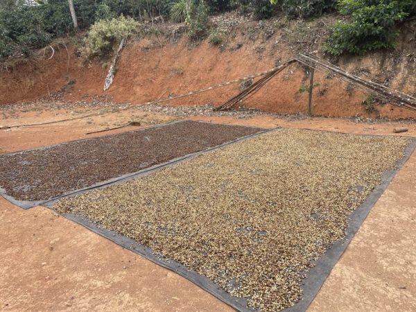 Perú Finca La Naranja - Imagen 6